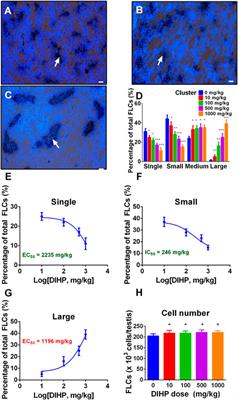 The Production of Testosterone and Gene Expression in Neonatal Testes of Rats Exposed to Diisoheptyl Phthalate During Pregnancy is Inhibited